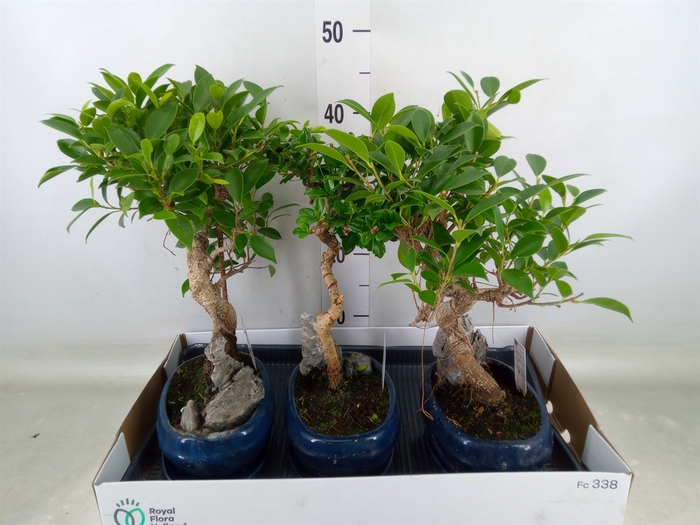 <h4>Bonsai   ...mix</h4>