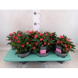 Euphorbia milii 'Maxi Olympia'