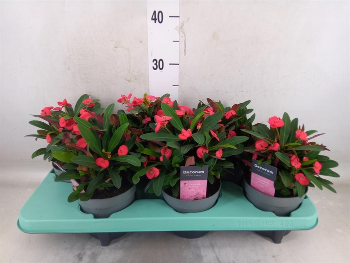 <h4>Euphorbia milii 'Maxi Olympia'</h4>