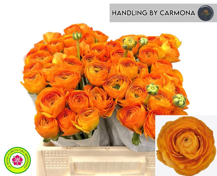 <h4>RAN SU LAMBADA</h4>