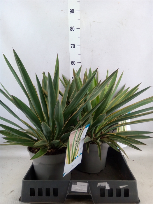 <h4>Yucca gloriosa 'Variegata'</h4>