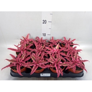Cryptanthus 'Rubin Star'