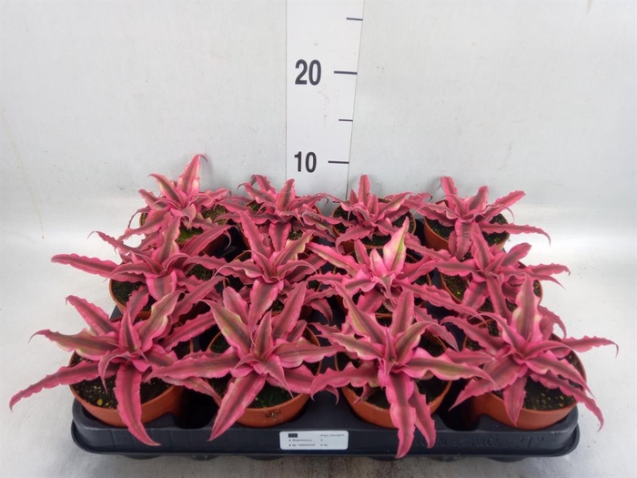 <h4>Cryptanthus 'Rubin Star'</h4>