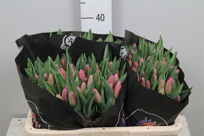 <h4>Tu En Molto Amata</h4>