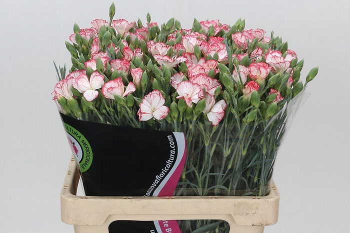 <h4>DI TE SYMPLY STRIKE</h4>