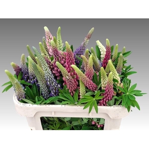 LUPINUS