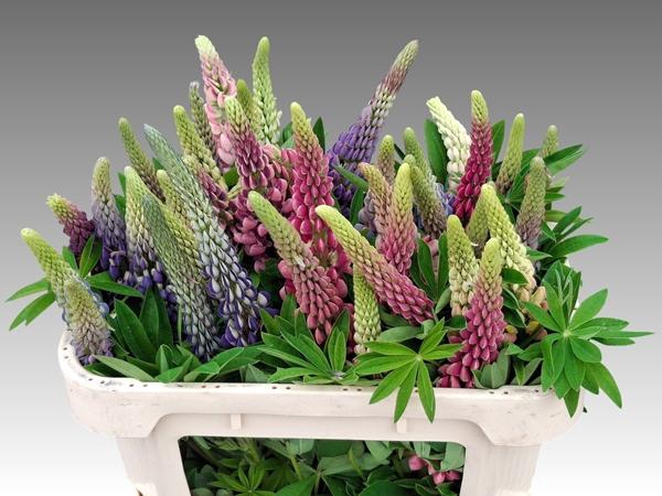 <h4>LUPINUS</h4>