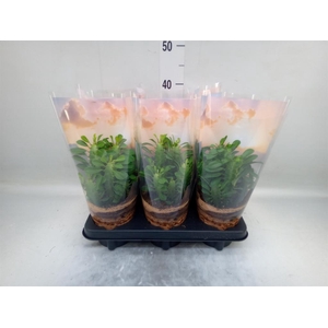Euphorbia trigona
