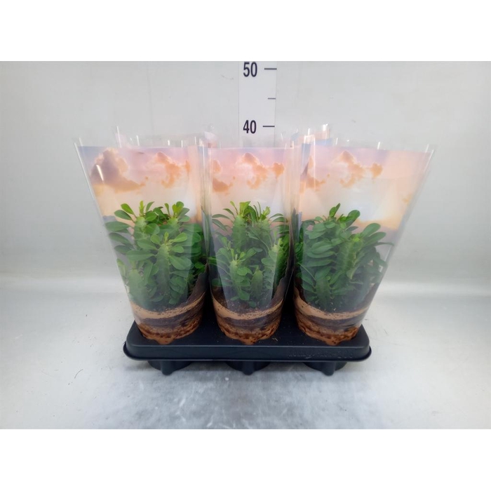<h4>Euphorbia trigona</h4>