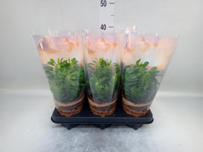 <h4>Euphorbia trigona</h4>