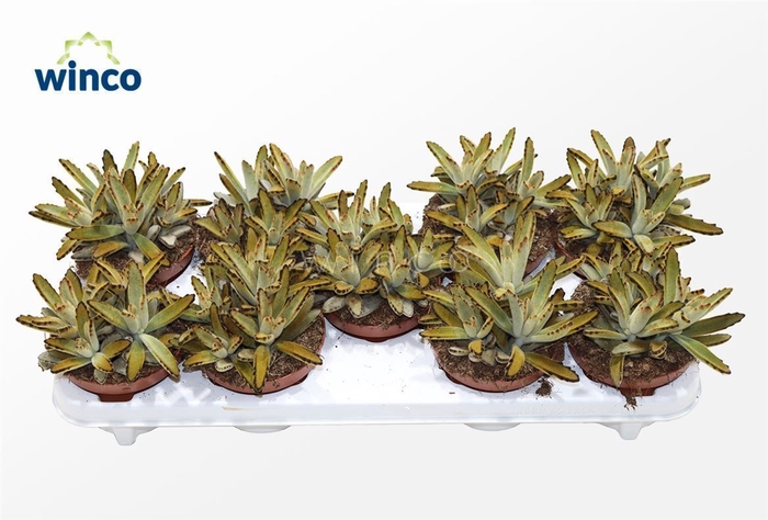 <h4>Kalanchoe Tomentosa Golden Girl</h4>