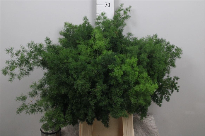 <h4>Asp Umbellatus</h4>