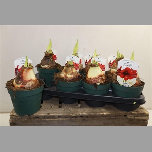 Hipp Di Amorita Danu