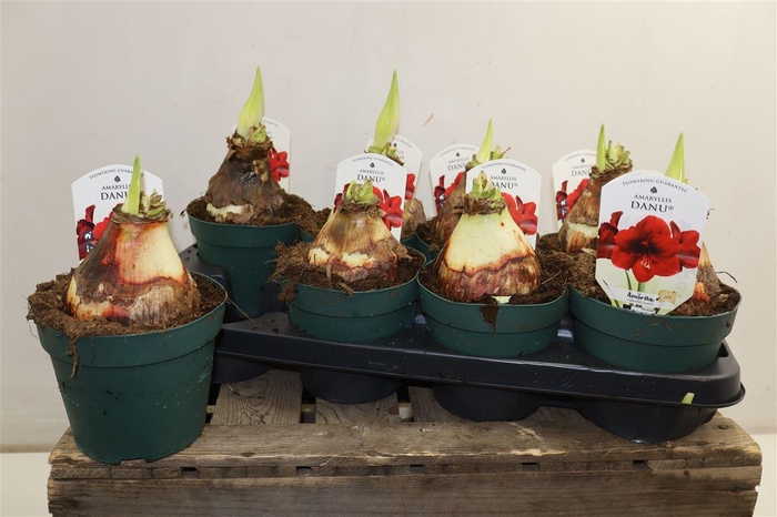 <h4>Hipp Di Amorita Danu</h4>