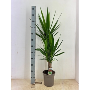 YUCCA