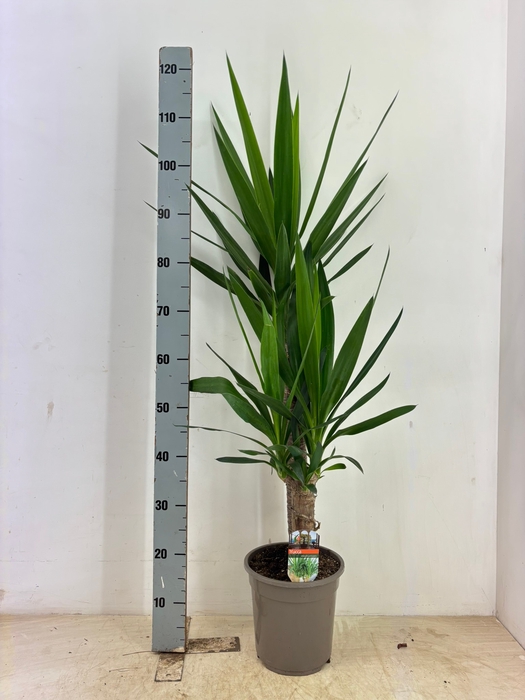 <h4>YUCCA</h4>