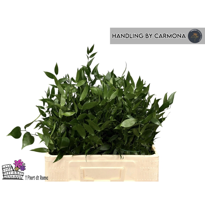 <h4>Danae Racemosa Pb</h4>