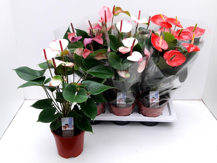 <h4>ANTHU AN GEM 4 KL</h4>