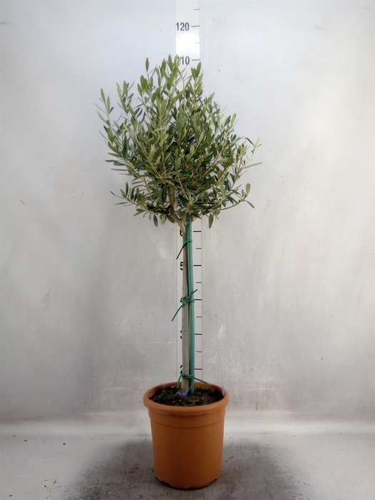 <h4>Olea europaea</h4>