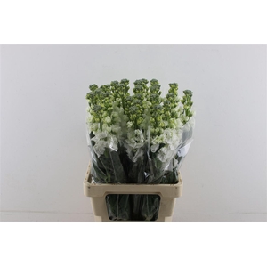 Matth Iron White 70cm