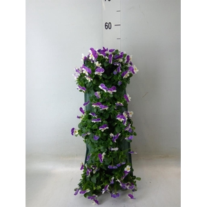 Viola corn. 'Evo Mini'   ...mix