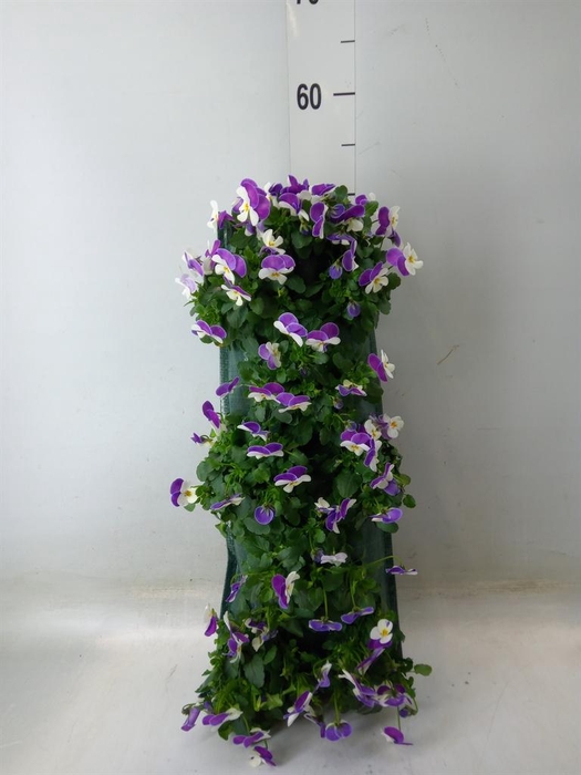 <h4>Viola corn. 'Evo Mini'   ...mix</h4>