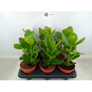 Clusia rosea 'Princess'