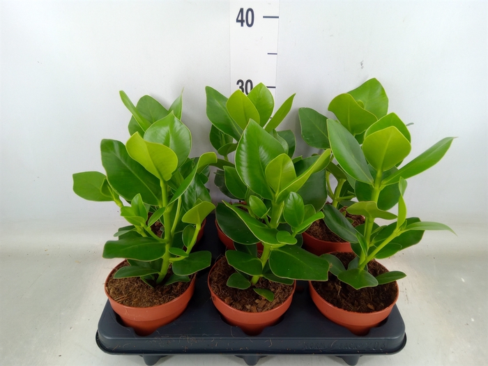 <h4>Clusia rosea 'Princess'</h4>