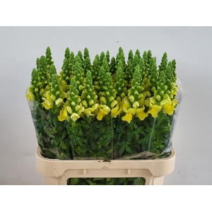 Antirrhinum Legend Yellow