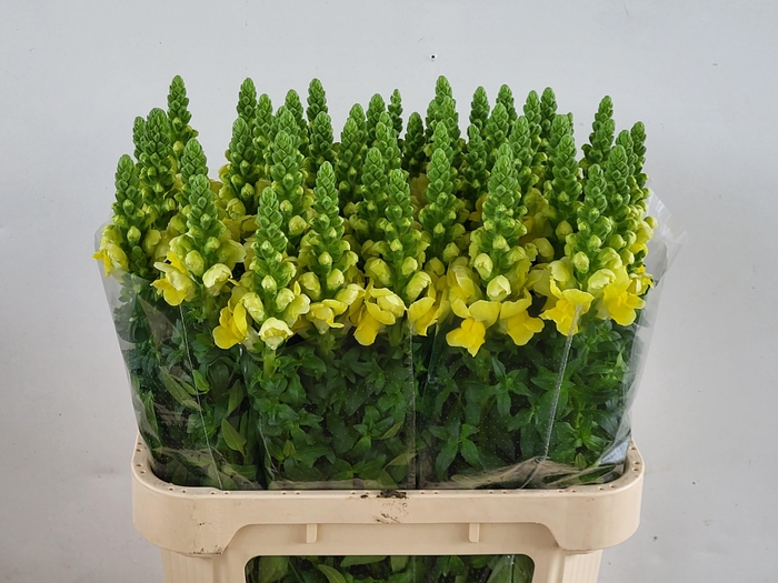 <h4>Antirrhinum Legend Yellow</h4>