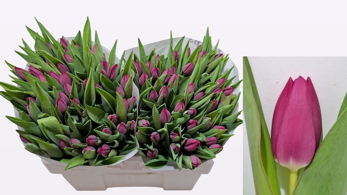 <h4>TU EN PINK ARDOUR</h4>