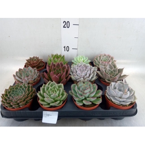 Echeveria   ...mix