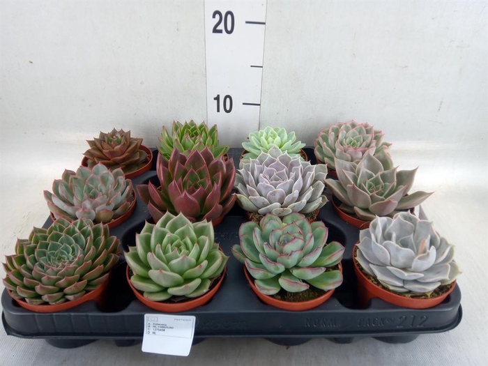 <h4>Echeveria   ...mix</h4>