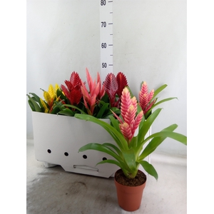 Vriesea   ...mix 5