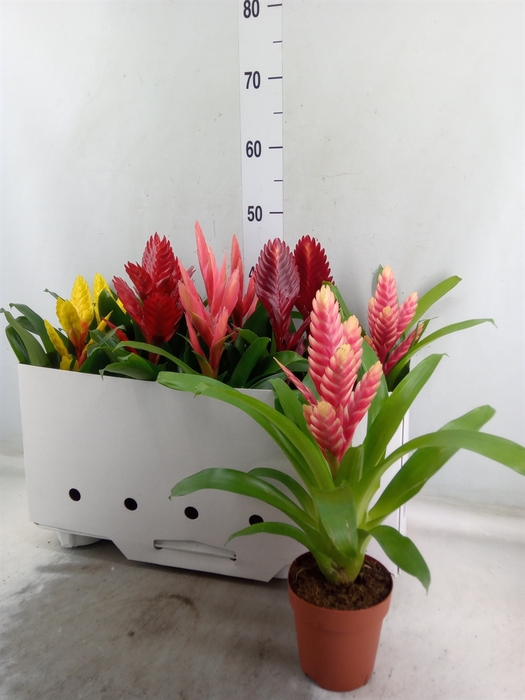 <h4>Vriesea   ...mix 5</h4>