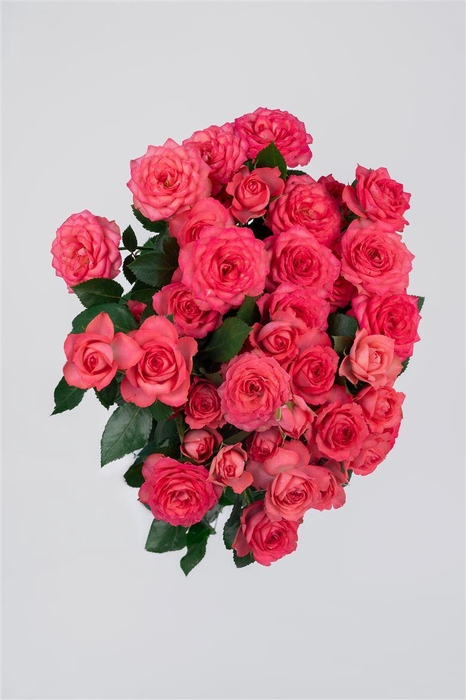 <h4>Tr Bella Linda Cerise</h4>