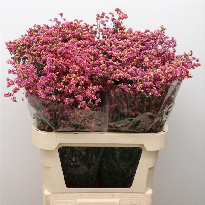 <h4>Limonium Joy Red X50</h4>
