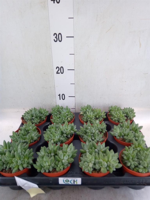 <h4>Echeveria hookeri</h4>