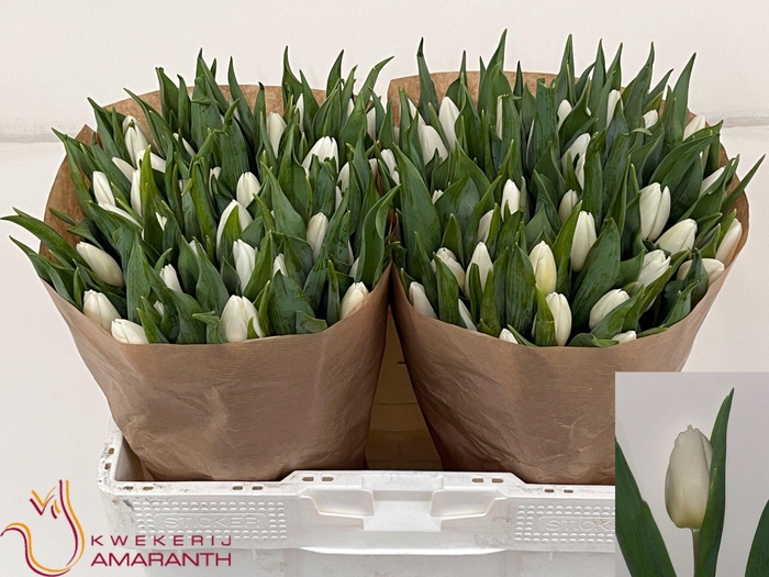 <h4>TU EN WHITE PRINCE</h4>