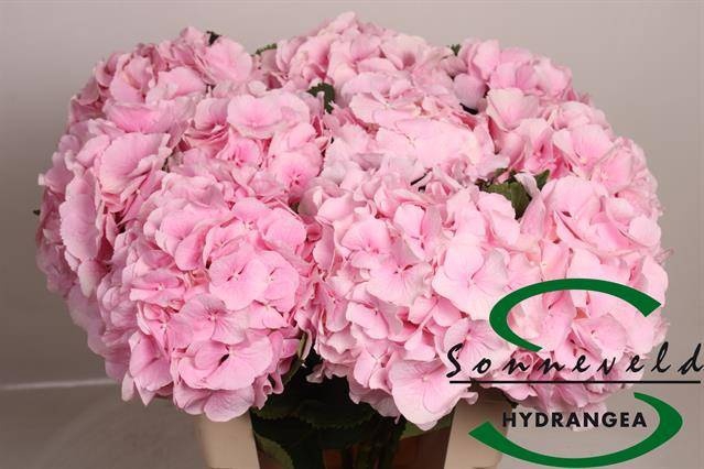 <h4>HYDR M CH VERENA</h4>