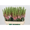 Antirrhinum Opus Pink