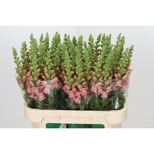Antirrhinum Opus Pink