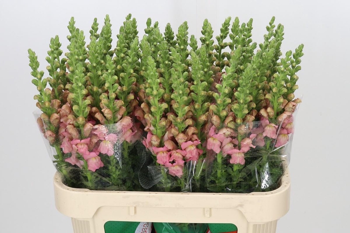 <h4>Antirrhinum Opus Pink</h4>
