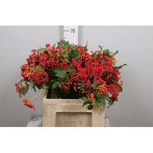 Viburnum Op Compactum