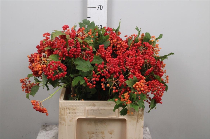 <h4>Viburnum Op Compactum</h4>
