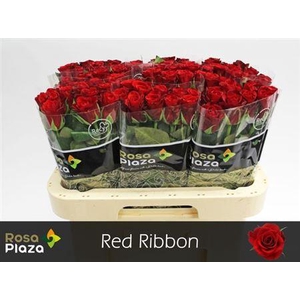 R Gr Red Ribbon