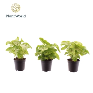 Syngonium Golden 7 cm