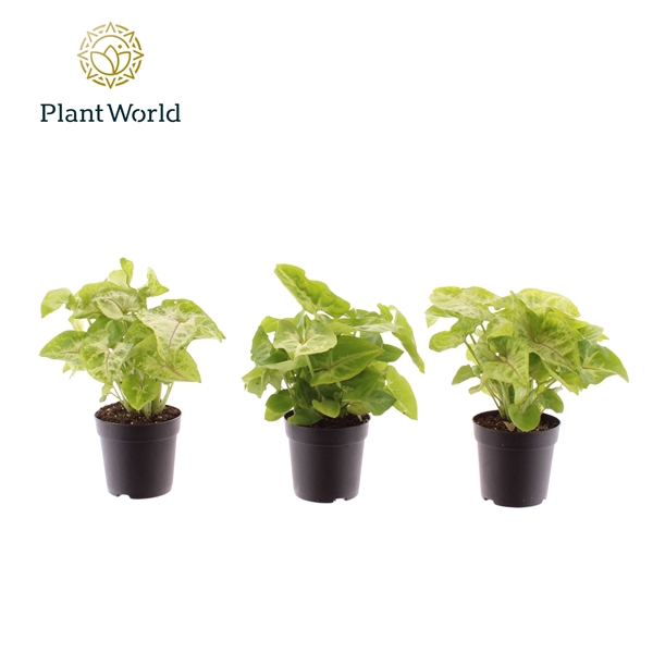 <h4>Syngonium Golden 7 cm</h4>