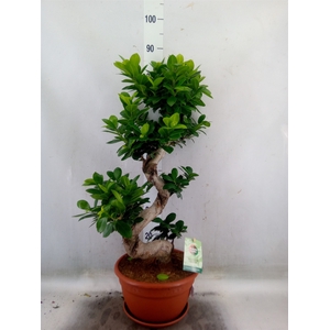 Ficus microcarpa 'Ginseng'