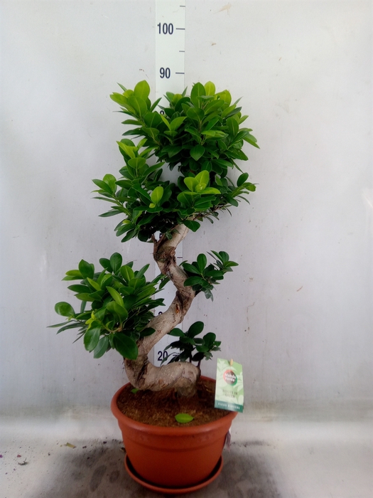 <h4>Ficus microcarpa 'Ginseng'</h4>